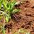 Kissimmee Fire Ants by Swan's Pest Control LLC